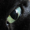 2010-09-04 Cats eye_l.jpg